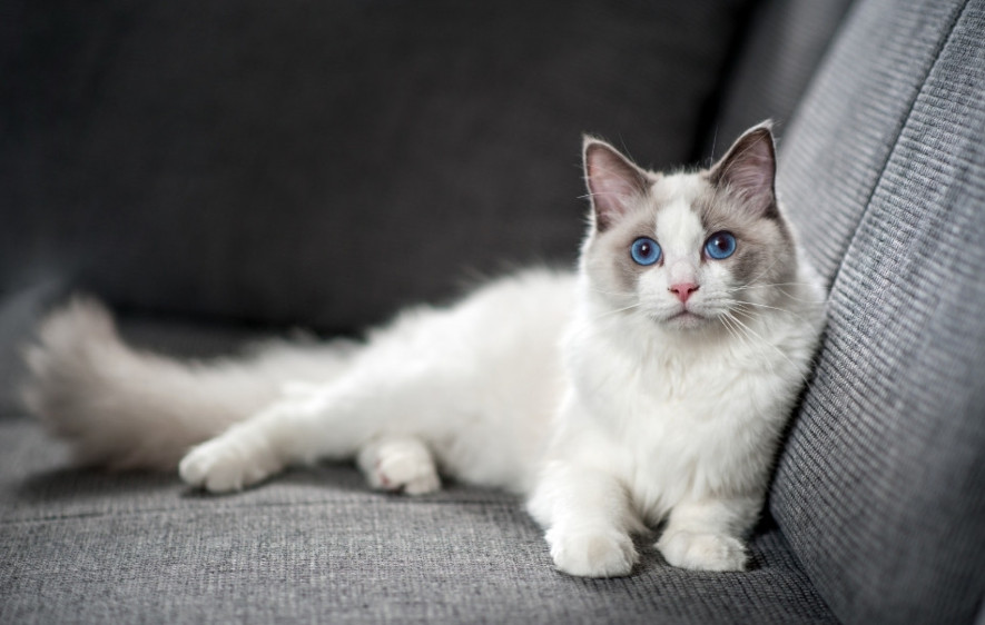 Ragdoll-katt med blå ögon