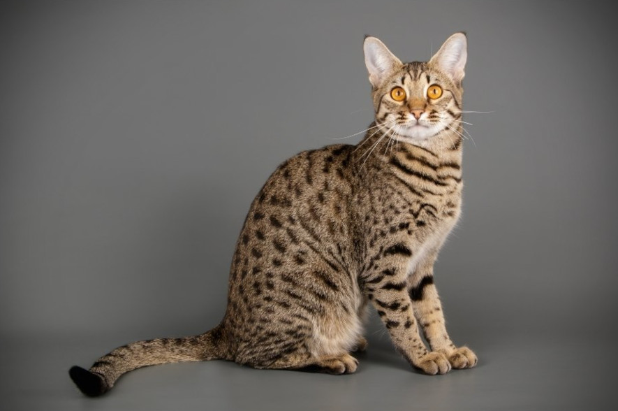 Savannah katt