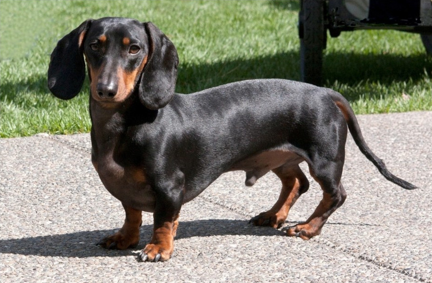 Svart tax, Dachshund