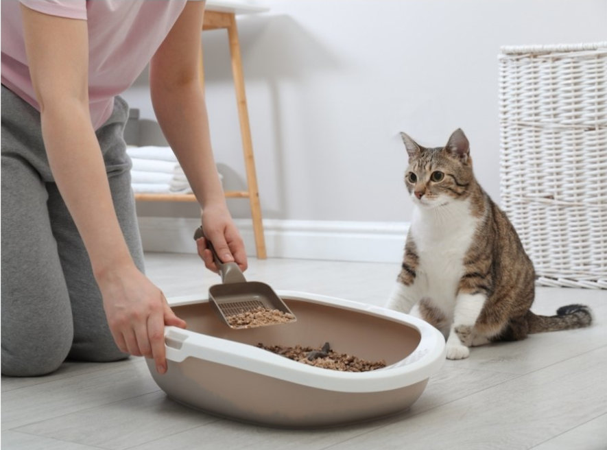 Tittar på kattbajset i lådan