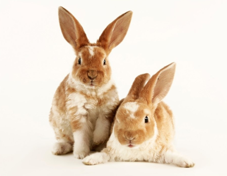 Två kaniner tillsammans