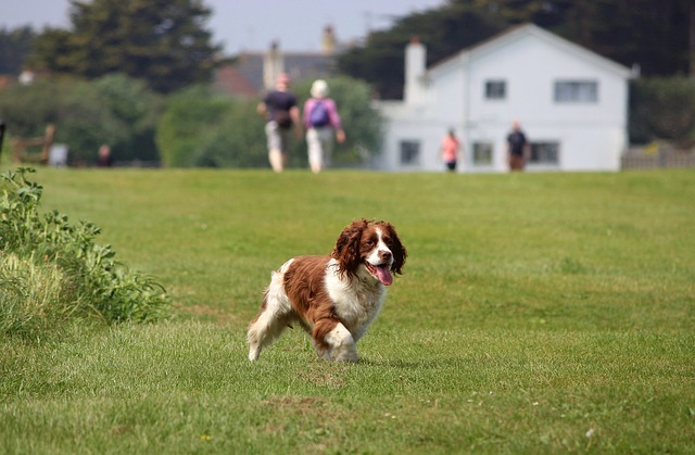 hund springer, inkallning