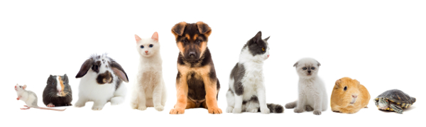 header petvillage